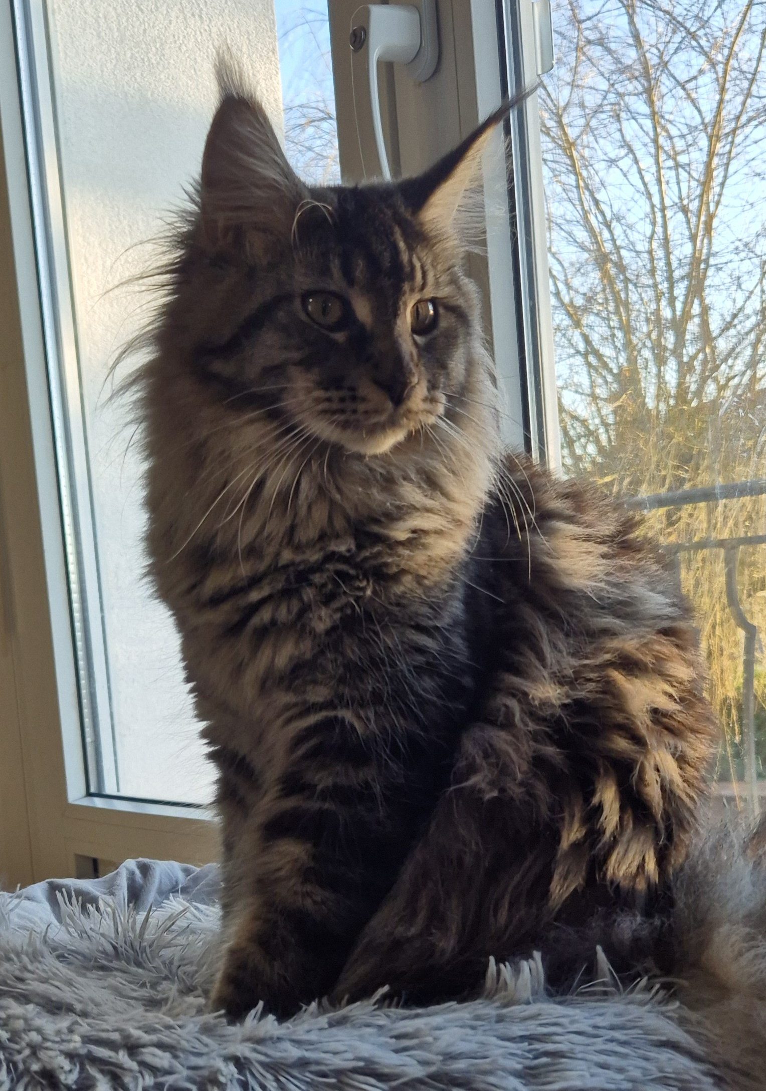 Zyna