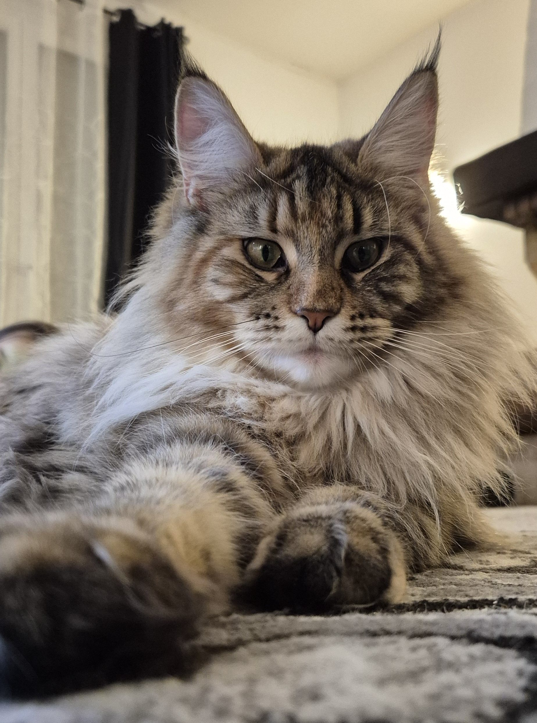 Zelda