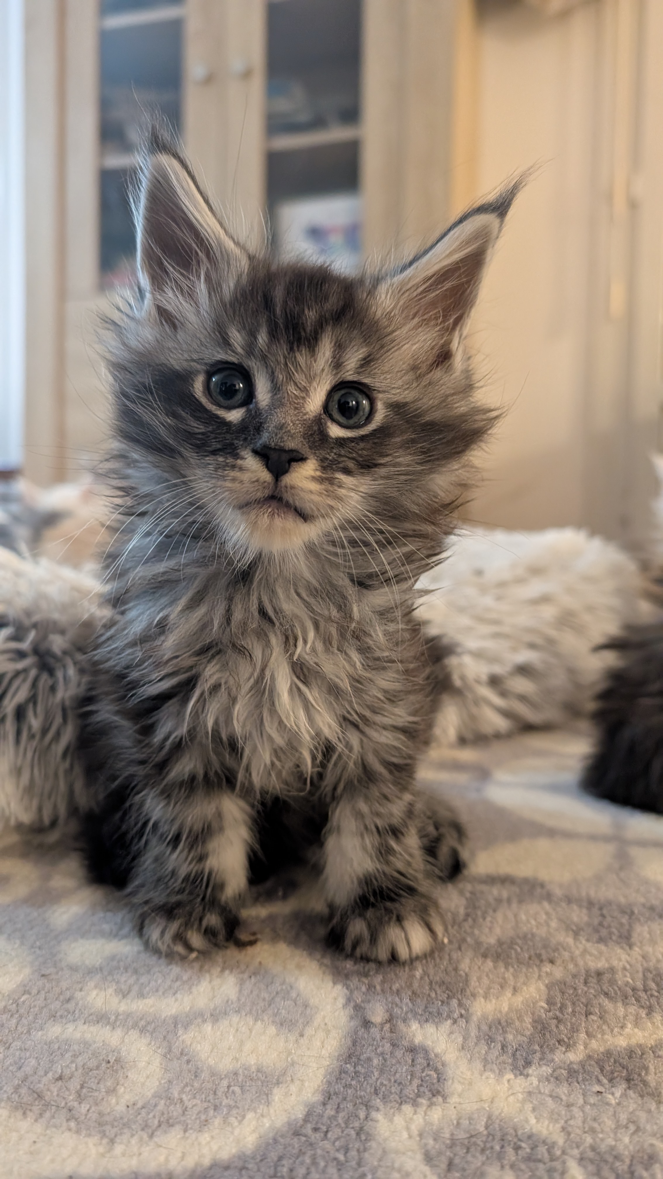 Akira